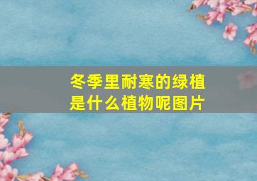 冬季里耐寒的绿植是什么植物呢图片