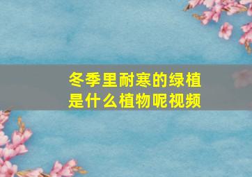 冬季里耐寒的绿植是什么植物呢视频