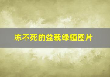 冻不死的盆栽绿植图片