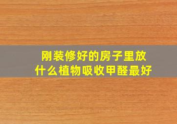 刚装修好的房子里放什么植物吸收甲醛最好