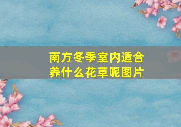 南方冬季室内适合养什么花草呢图片