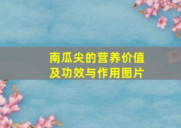 南瓜尖的营养价值及功效与作用图片