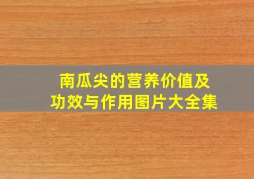 南瓜尖的营养价值及功效与作用图片大全集