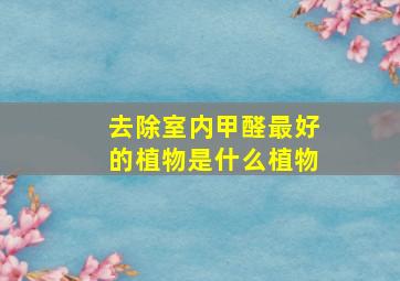 去除室内甲醛最好的植物是什么植物