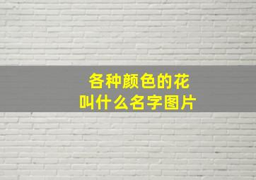 各种颜色的花叫什么名字图片