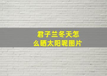 君子兰冬天怎么晒太阳呢图片