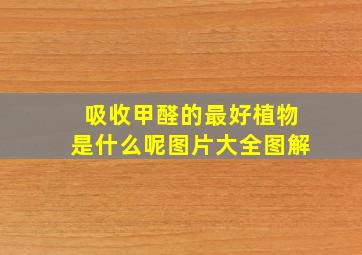 吸收甲醛的最好植物是什么呢图片大全图解