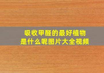 吸收甲醛的最好植物是什么呢图片大全视频