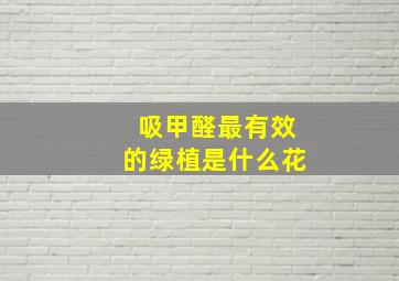 吸甲醛最有效的绿植是什么花