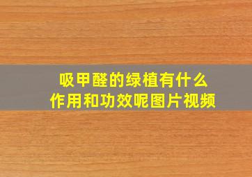 吸甲醛的绿植有什么作用和功效呢图片视频