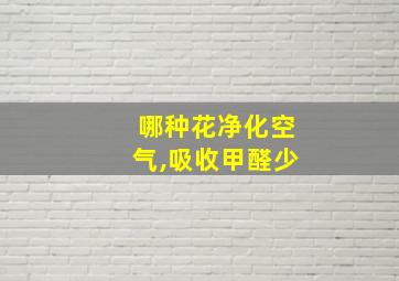 哪种花净化空气,吸收甲醛少