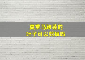 夏季马蹄莲的叶子可以剪掉吗