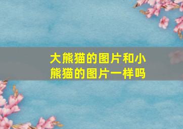 大熊猫的图片和小熊猫的图片一样吗