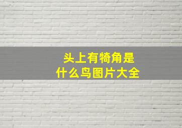 头上有犄角是什么鸟图片大全