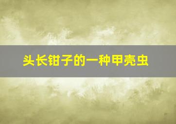 头长钳子的一种甲壳虫