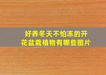 好养冬天不怕冻的开花盆栽植物有哪些图片