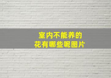 室内不能养的花有哪些呢图片