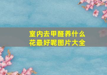 室内去甲醛养什么花最好呢图片大全