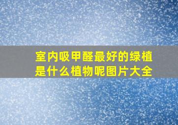 室内吸甲醛最好的绿植是什么植物呢图片大全