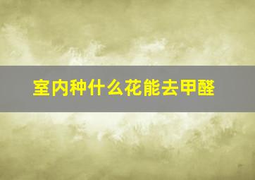 室内种什么花能去甲醛