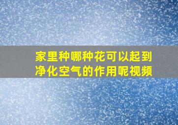 家里种哪种花可以起到净化空气的作用呢视频