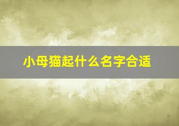 小母猫起什么名字合适