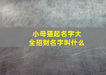 小母猫起名字大全招财名字叫什么