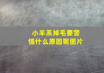 小羊羔掉毛要警惕什么原因呢图片