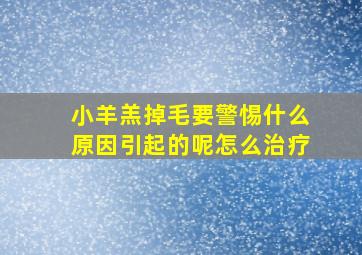 小羊羔掉毛要警惕什么原因引起的呢怎么治疗