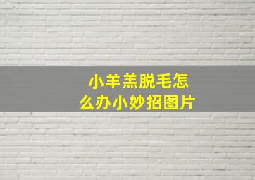 小羊羔脱毛怎么办小妙招图片