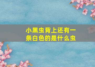 小黑虫背上还有一条白色的是什么虫