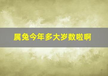 属兔今年多大岁数啦啊