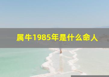 属牛1985年是什么命人