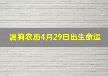 属狗农历4月29曰出生命运