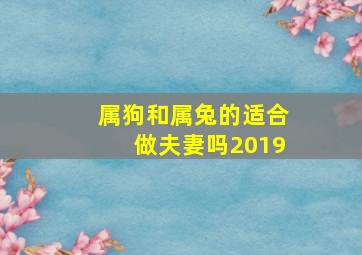 属狗和属兔的适合做夫妻吗2019