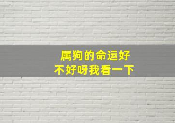 属狗的命运好不好呀我看一下