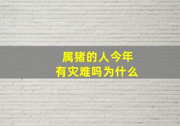 属猪的人今年有灾难吗为什么