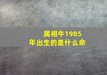 属相牛1985年出生的是什么命