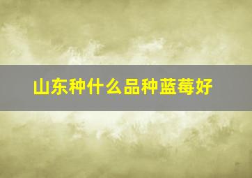 山东种什么品种蓝莓好