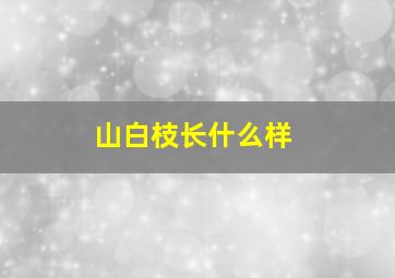 山白枝长什么样