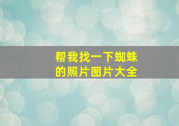 帮我找一下蜘蛛的照片图片大全