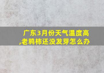 广东3月份天气温度高,老鸦柿还没发芽怎么办