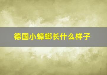 德国小蟑螂长什么样子