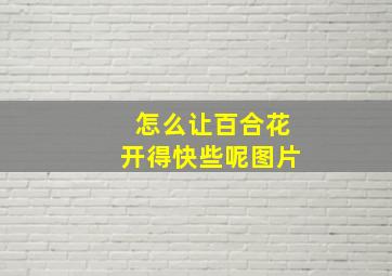 怎么让百合花开得快些呢图片