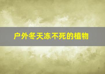 户外冬天冻不死的植物