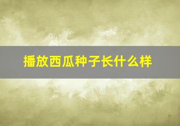 播放西瓜种子长什么样