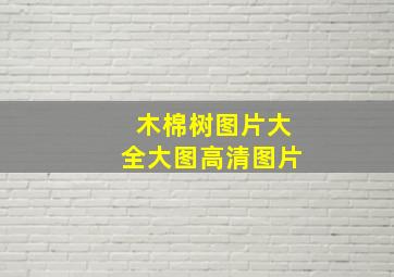 木棉树图片大全大图高清图片