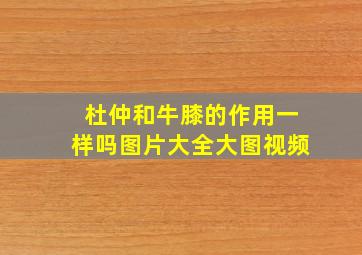 杜仲和牛膝的作用一样吗图片大全大图视频