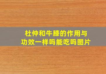 杜仲和牛膝的作用与功效一样吗能吃吗图片