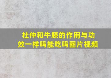 杜仲和牛膝的作用与功效一样吗能吃吗图片视频